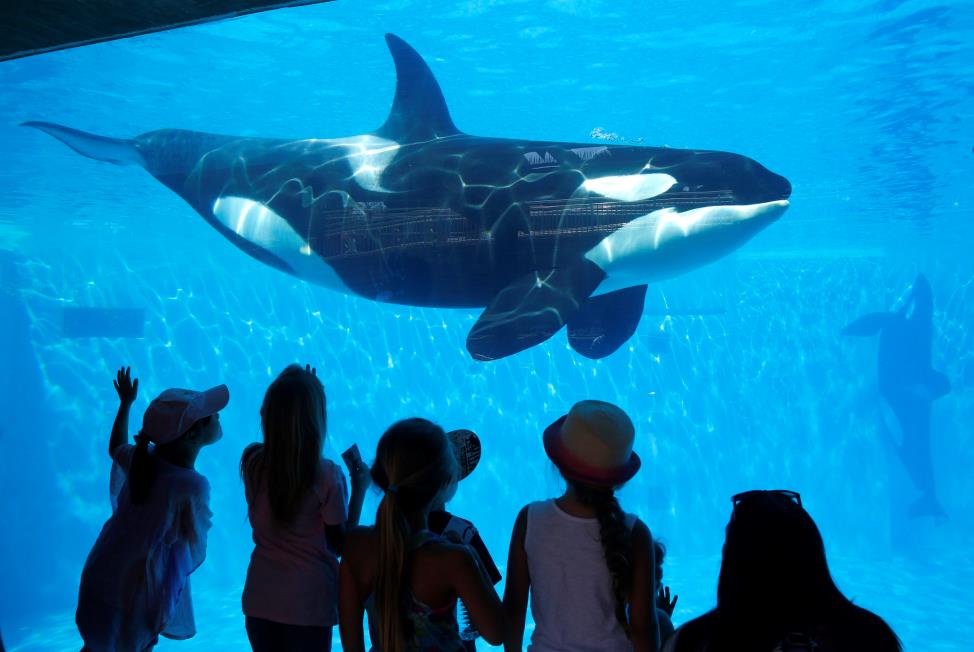 the future of orca whales in captivity in the united states the future of orca whales in captivity in the united states