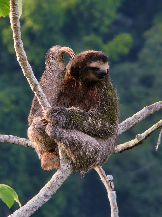  The herbivorous three-toed sloth is one of 130 endangered species that the WWF supports and protects. (Photo Credit: Fair use, Creative Commons)
