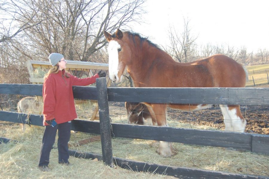 Sydney Puda feeds and cares for Scotty the Horse at the Maybury Farm where she volunteers after school on Tuesdays and Fridays. (Photo credit: Sabrina Yono)
Sydney Puda feeds and cares for Scotty the Horse at the Maybury Farm where she volunteers after school on Tuesdays and Fridays. (Photo credit: Sabrina Yono)
Sydney Puda feeds and cares for Scotty the Horse at the Maybury Farm where she volunteers after school on Tuesdays and Fridays. (Photo credit: Sabrina Yono)
